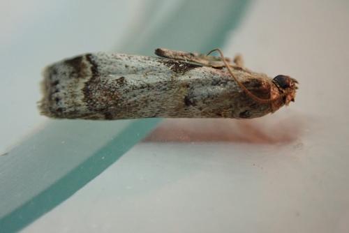 Acrobasis fallouella